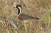 rwlapwing3