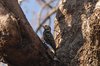 ycwoodpecker2