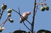 tickellsflowerpecker4