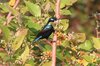 purplesunbird3