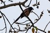 indiantreepie2