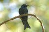 bronzeddrongo3