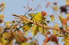plumheadedparakeet2