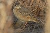 paddyfieldpipit3