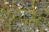 cottonteal2