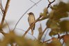 largecuckooshrike