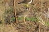 rwlapwing4