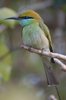 littlegreenbeeeater2