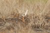 redshank2