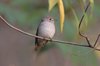 asianbrownflycatcher2