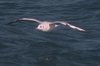 brownheadedgull6