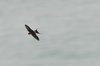 rrswallow