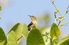 yellowbackedsunbird4