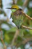 littlegreenbeeeater3