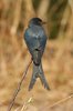 blackdrongo3