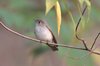 asianbrownflycatcher