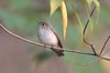 asianbrownflycatcher