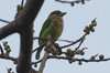 whitecheekedbarbet3