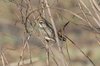 bluethroat2