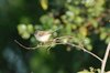 greybreastedprinia3