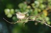 greybreastedprinia4