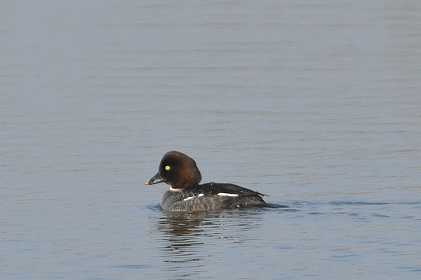 Goldeneye