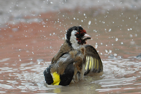 Goldfinch