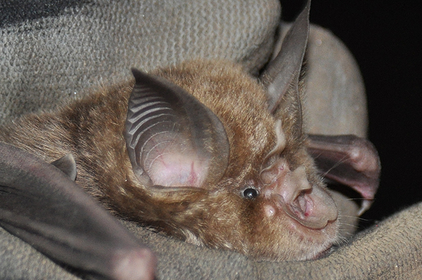 Greater Horseshoe Bat 