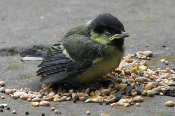 Juvenile Great Tit photo