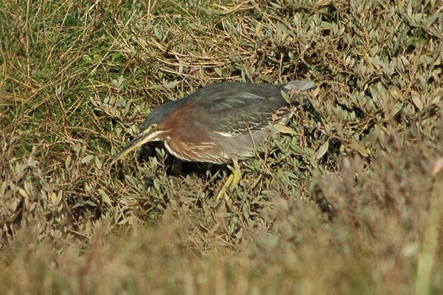 Green Heron Red Wharf Bay