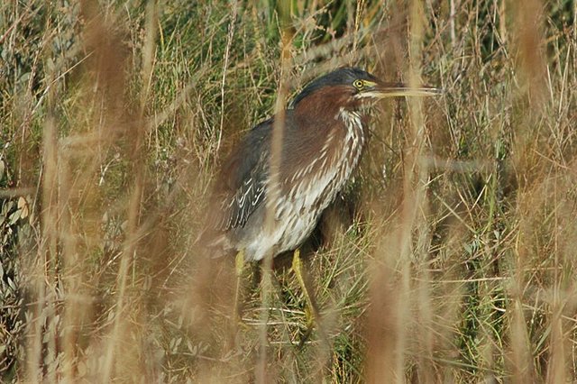 Green Heron Red Wharf Bay