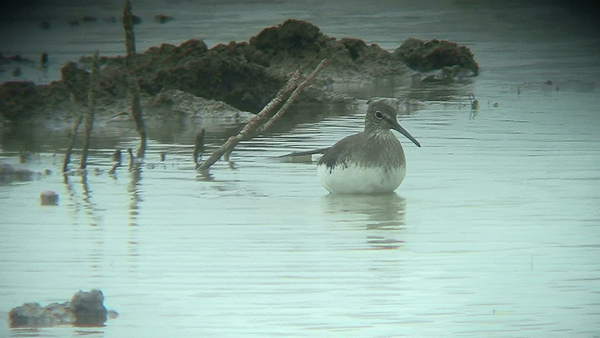 Photo of Green Sandpiper