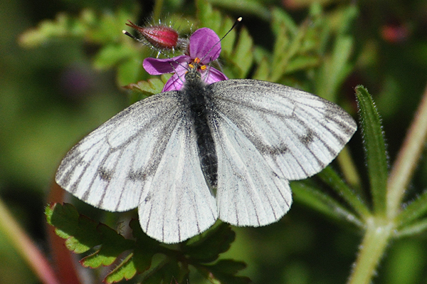 Green-veined White 