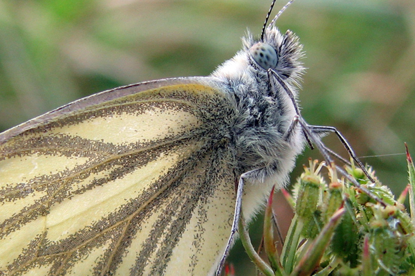 Green-veined White Butterfly