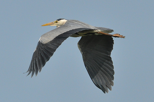 Grey Heron 