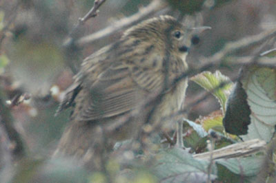 Grasshopper Warbler