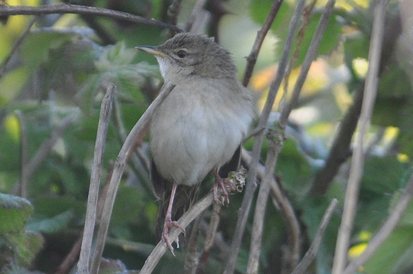 Grasshopper Warbler