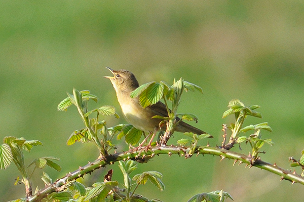 Grasshopper Warbler