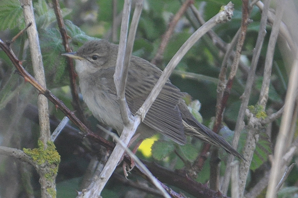 Grasshopper Warbler