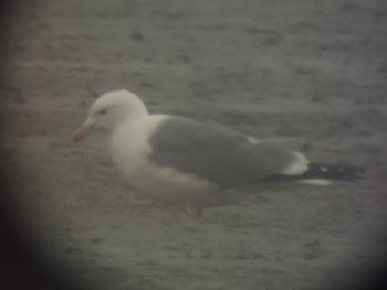 Yellow Legged Gull