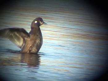 Harlequin Col Bay, Lewis