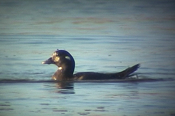 Harlequin Col Bay, Lewis