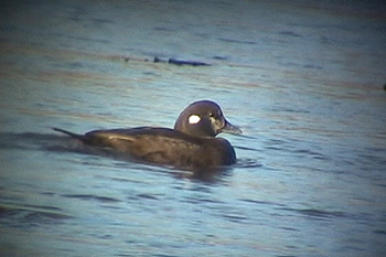 Harlequin Col Bay, Lewis