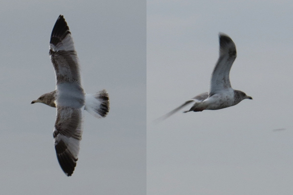 Scandinavian Herring Gull