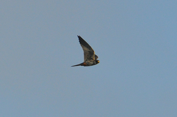 Eurasian Hobby