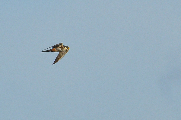 Eurasian Hobby