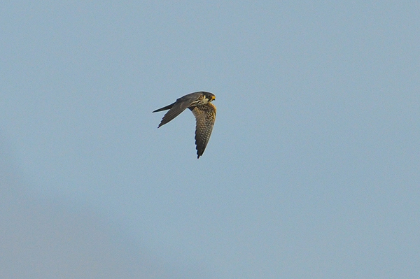 Eurasian Hobby