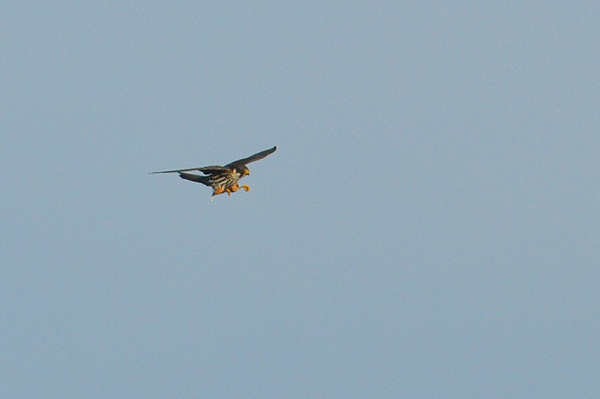 Eurasian Hobby