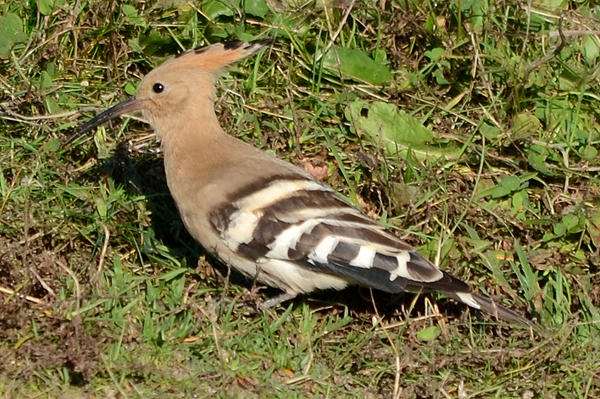 Hoopoe