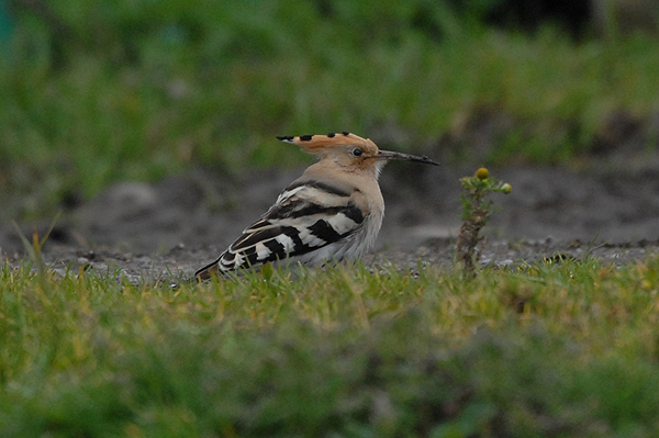 Hoopoe Knighton, somerset